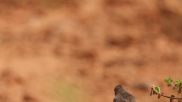 Rufous-tailed Lark - ML646246147