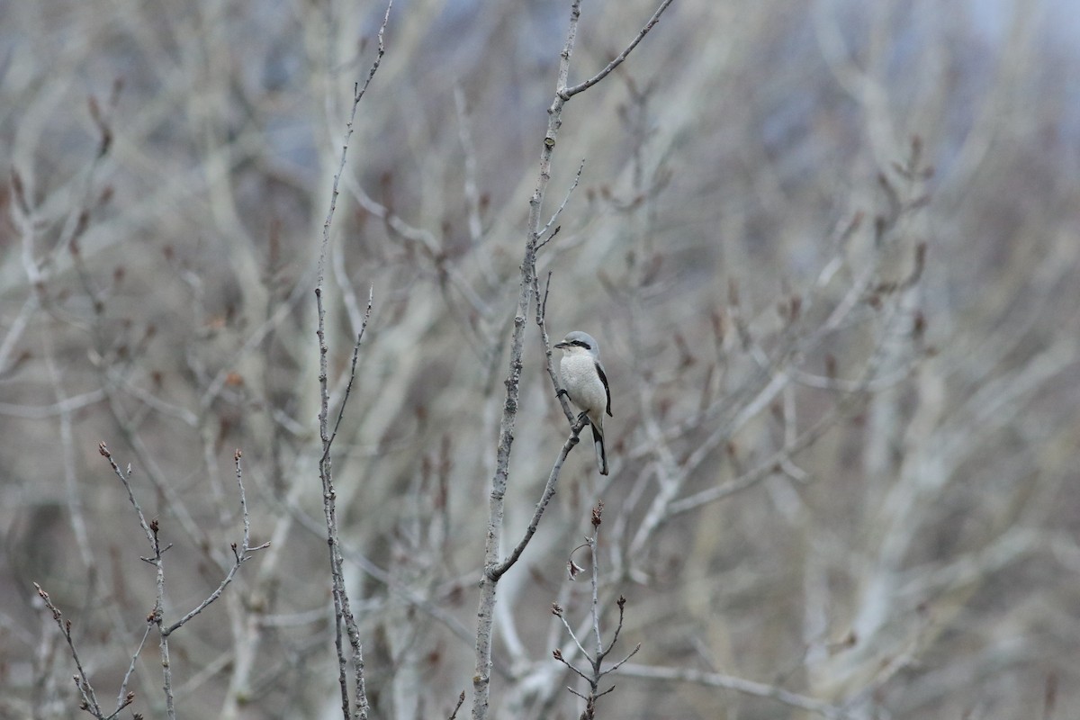 Northern Shrike - ML646246148
