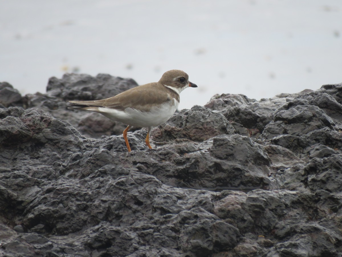 Semipalmated Plover - ML646246149