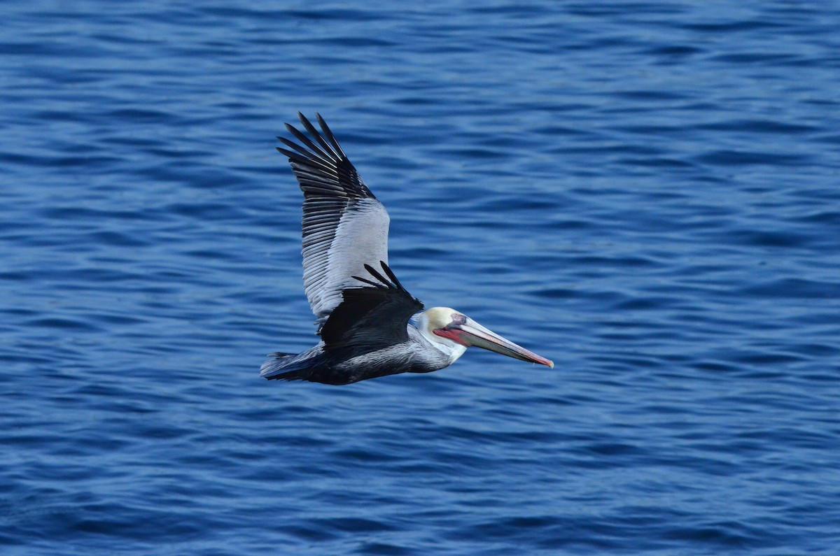 Brown Pelican - ML646246150