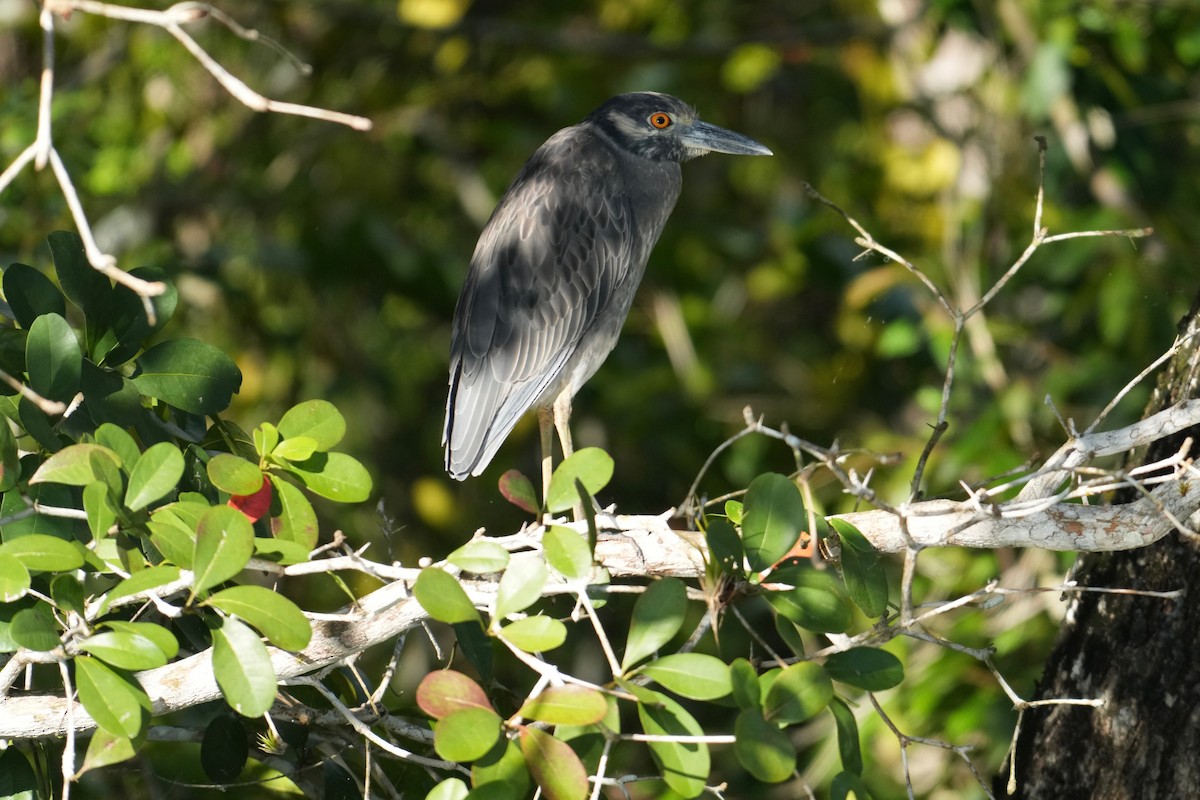Yellow-crowned Night Heron - ML646246151