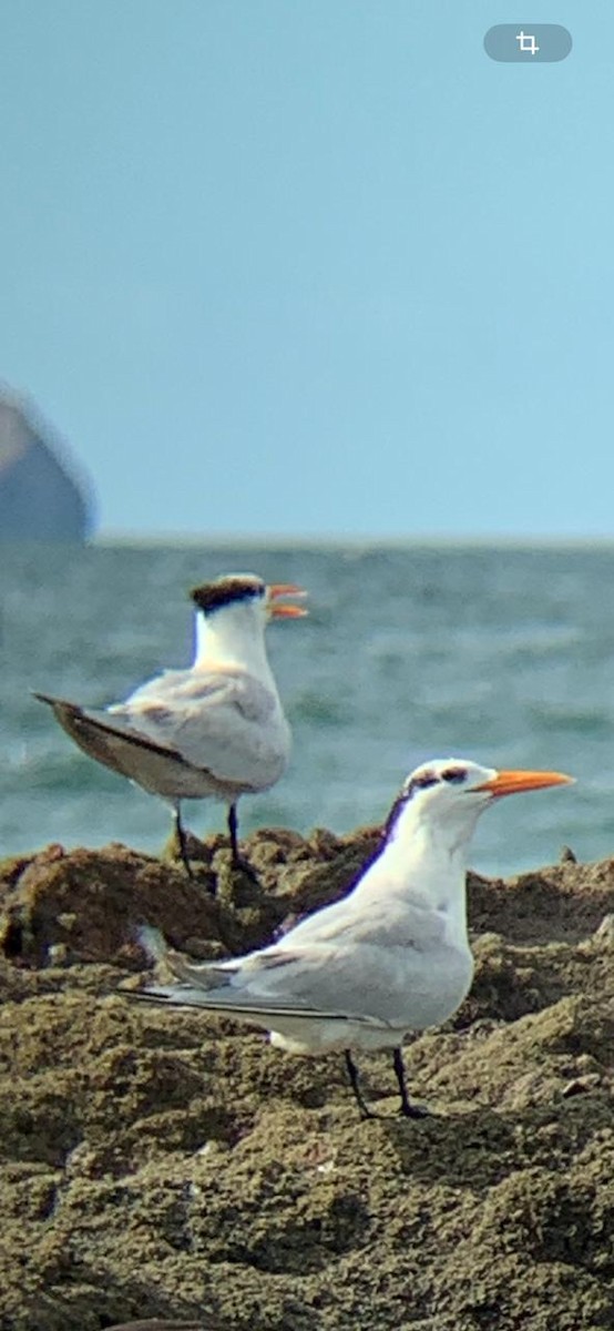 Royal Tern - ML646246153