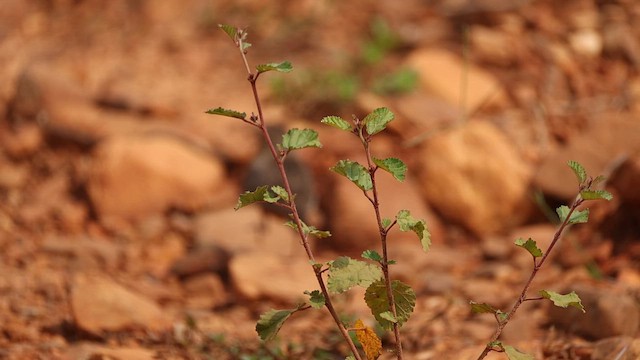 Rotschwanzlerche - ML646246154