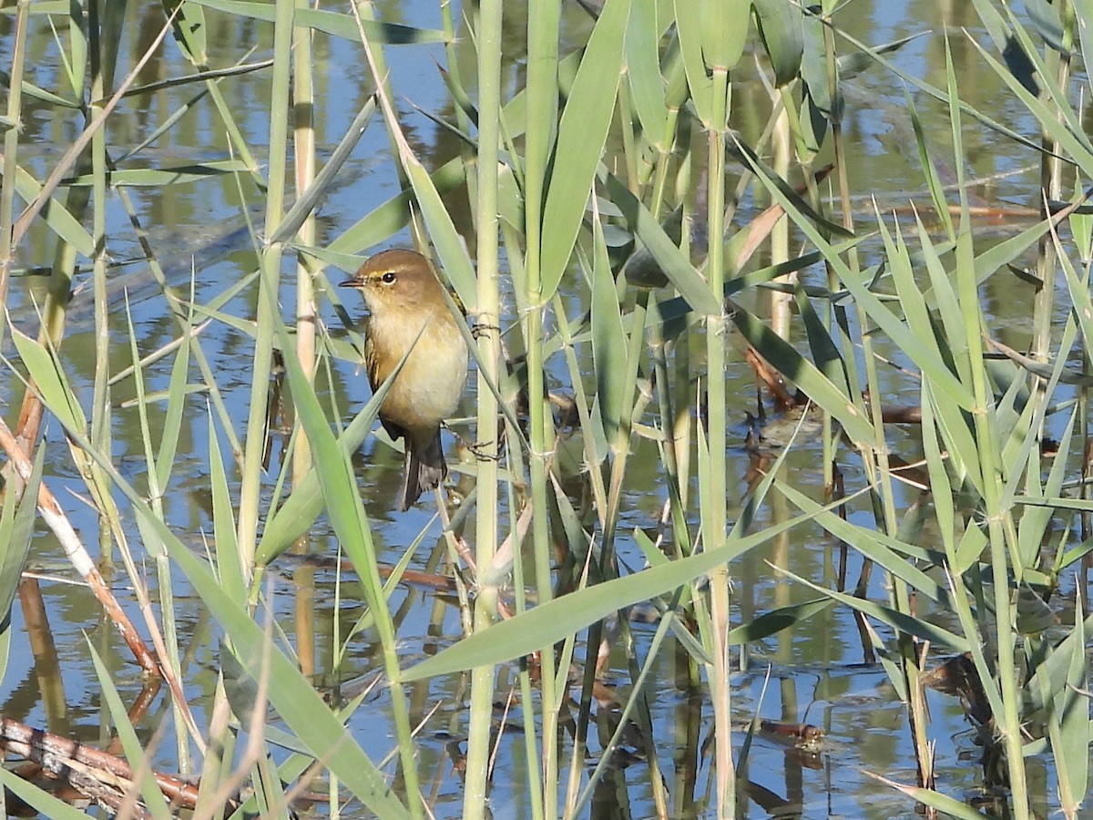 Common Chiffchaff - ML646246156