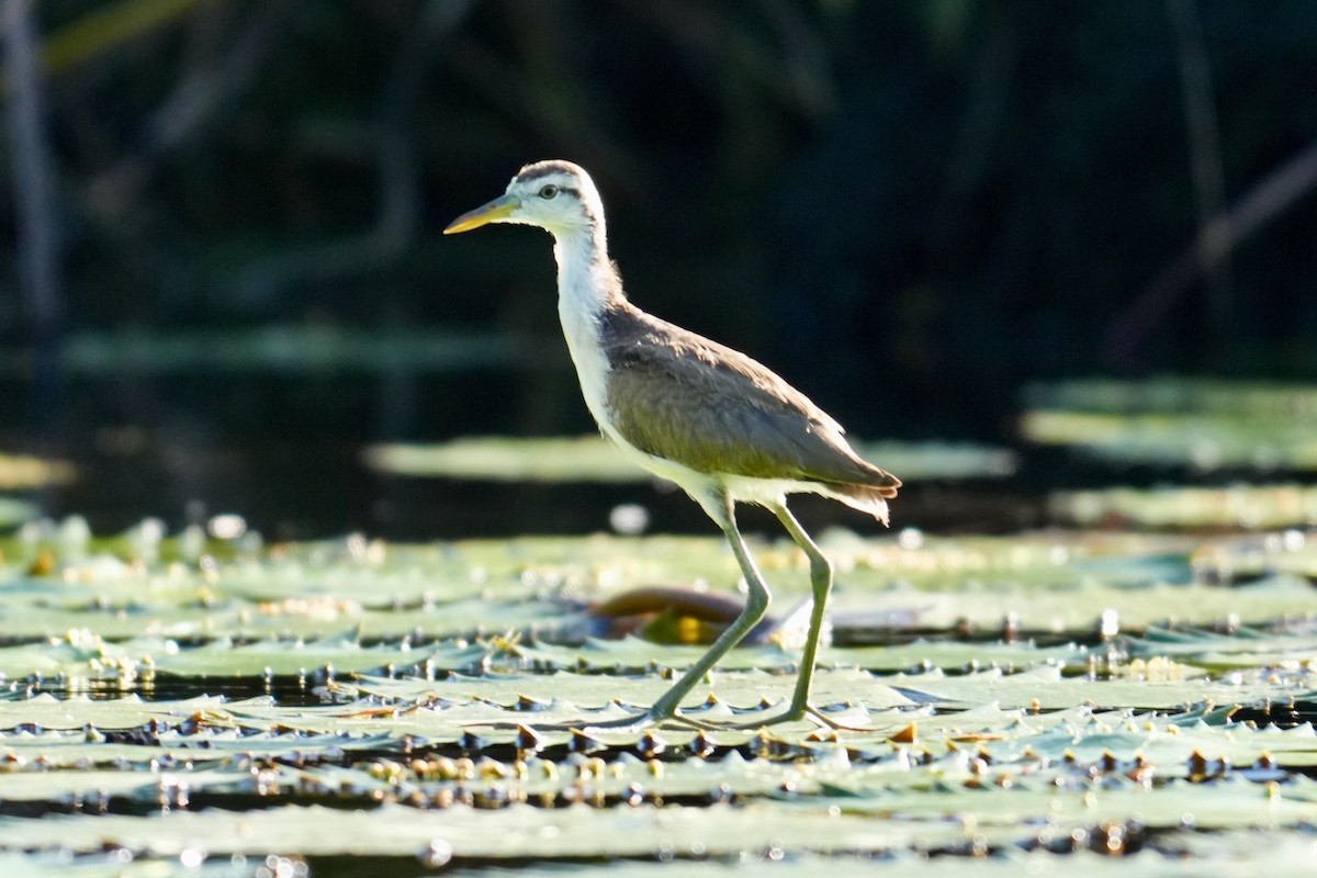 Northern Jacana - ML646246157