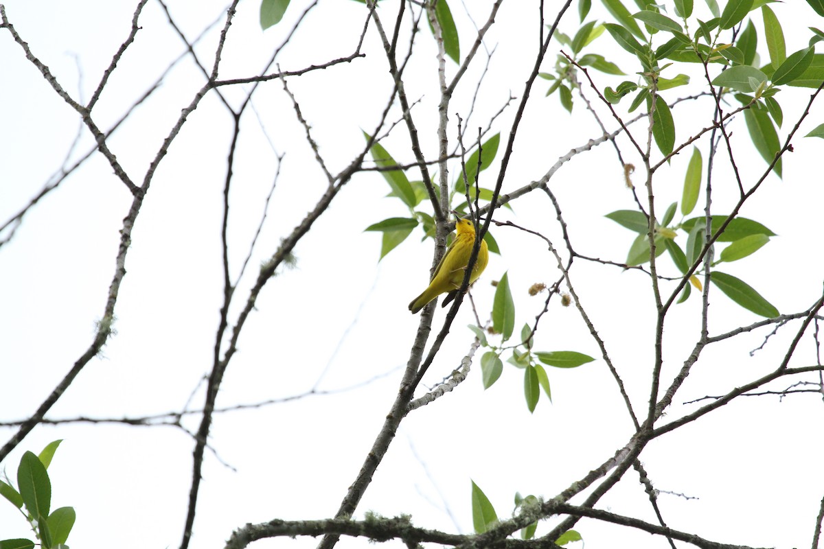 Northern Yellow Warbler - ML646246158