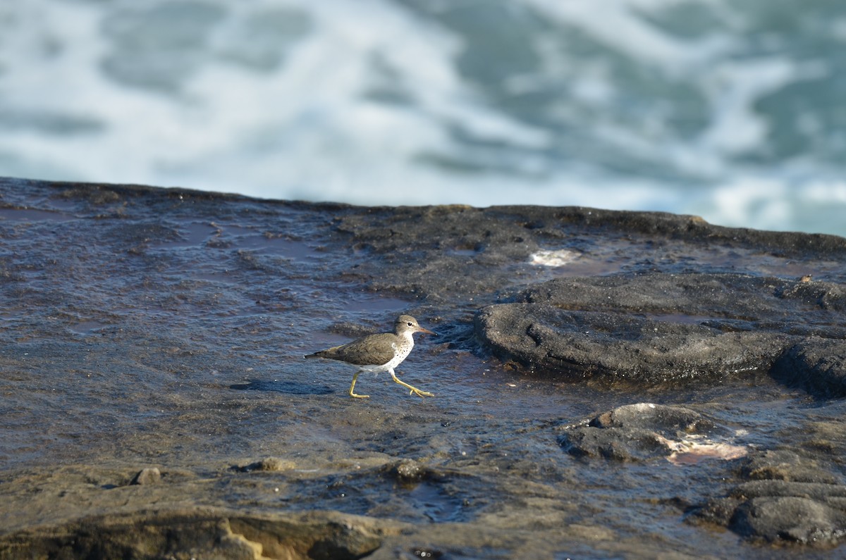 Spotted Sandpiper - ML646246160