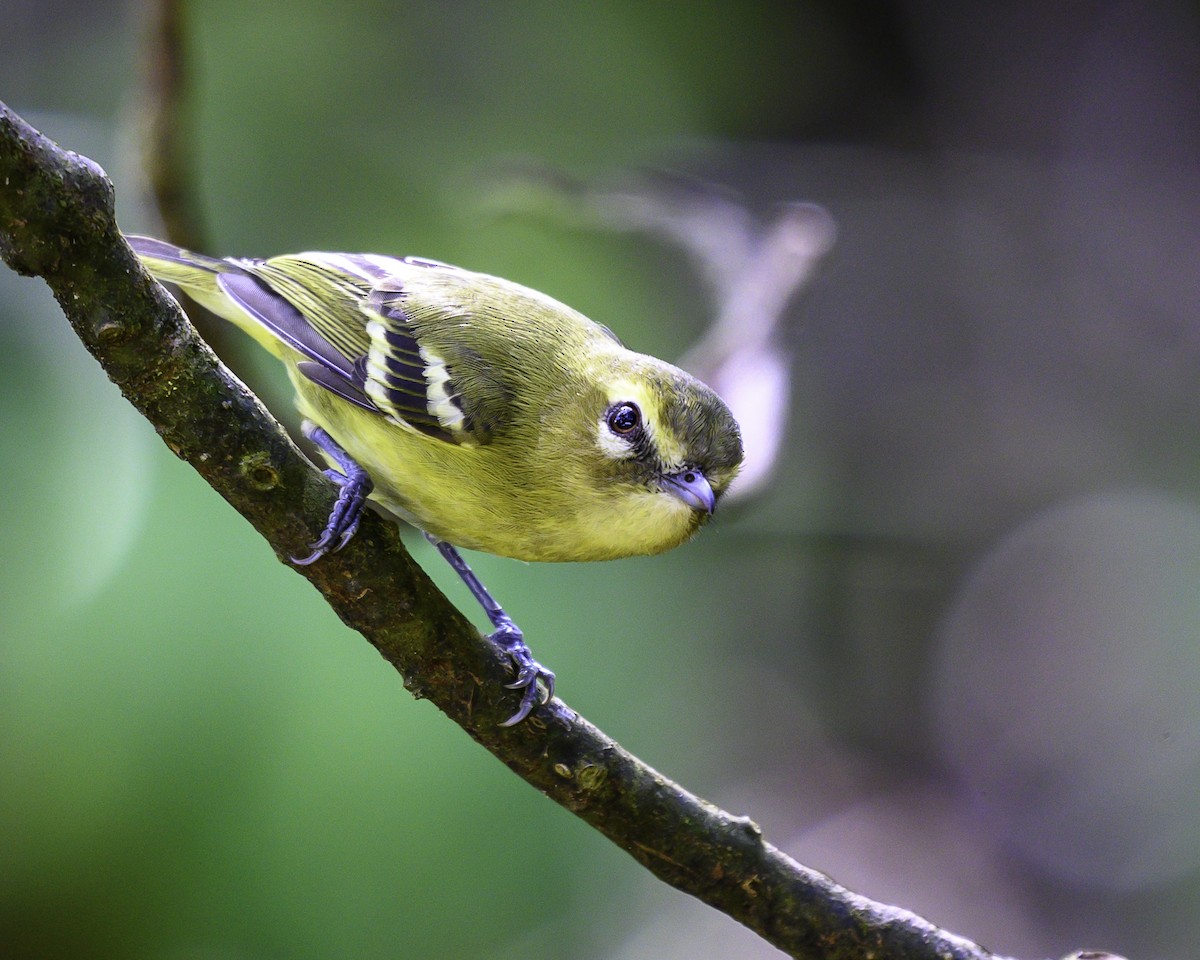 Yellow-winged Vireo - ML646246164