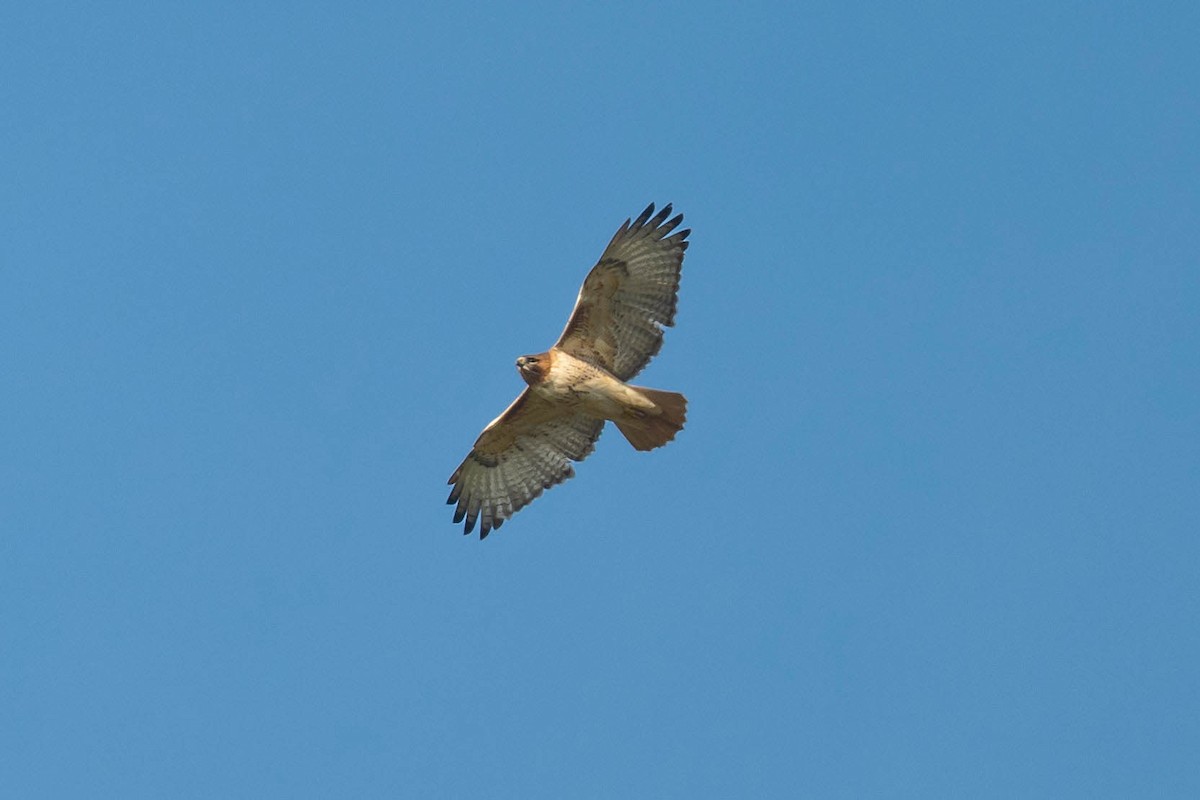 káně rudochvostá - ML646246167