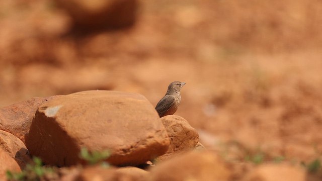 Rufous-tailed Lark - ML646246168