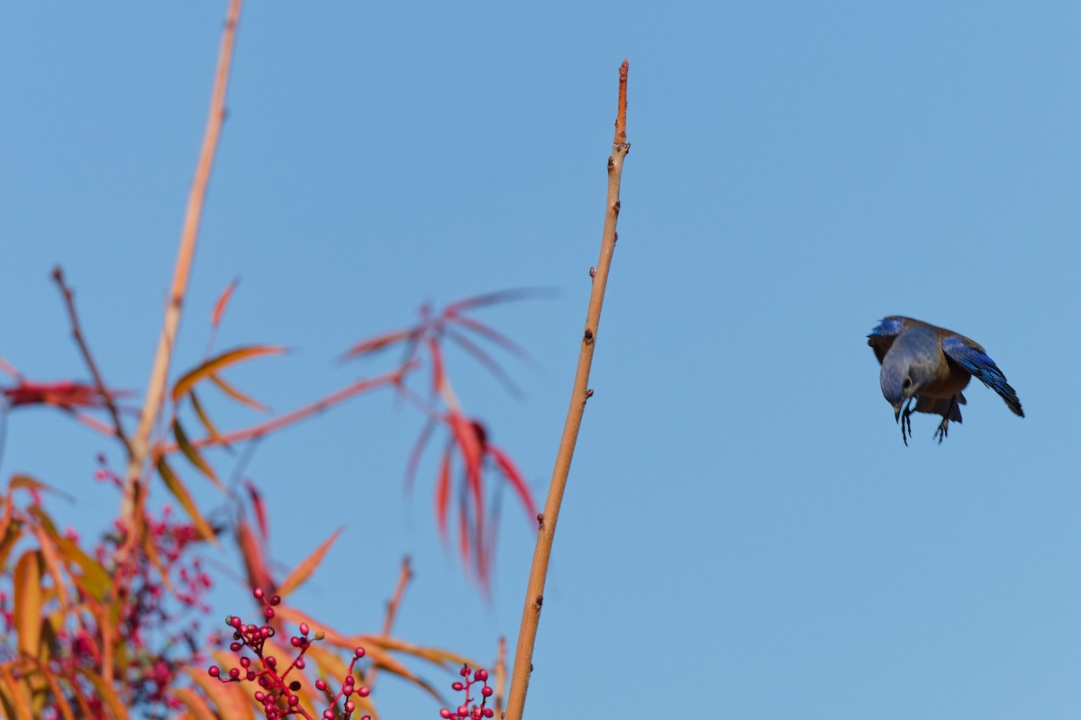 Western Bluebird - ML646246170