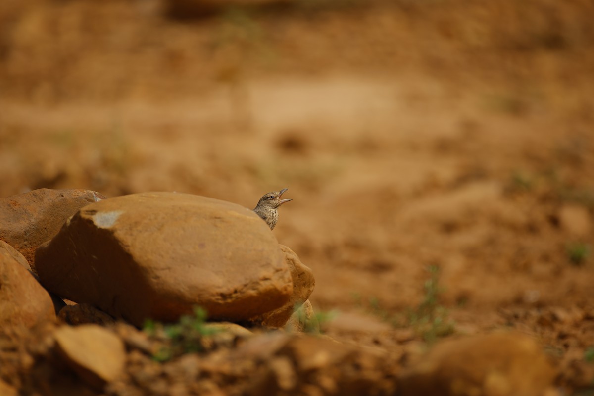 Rufous-tailed Lark - ML646246176