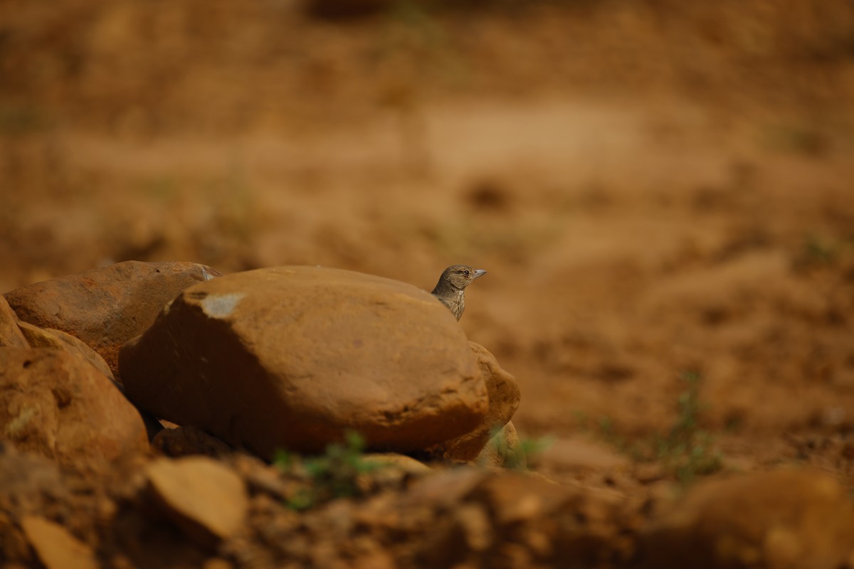 Rufous-tailed Lark - ML646246178