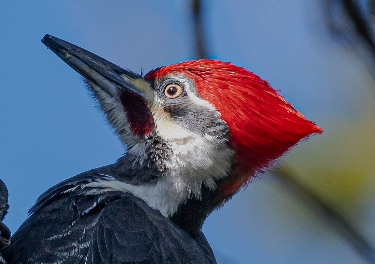 datel chocholatý - ML646246179