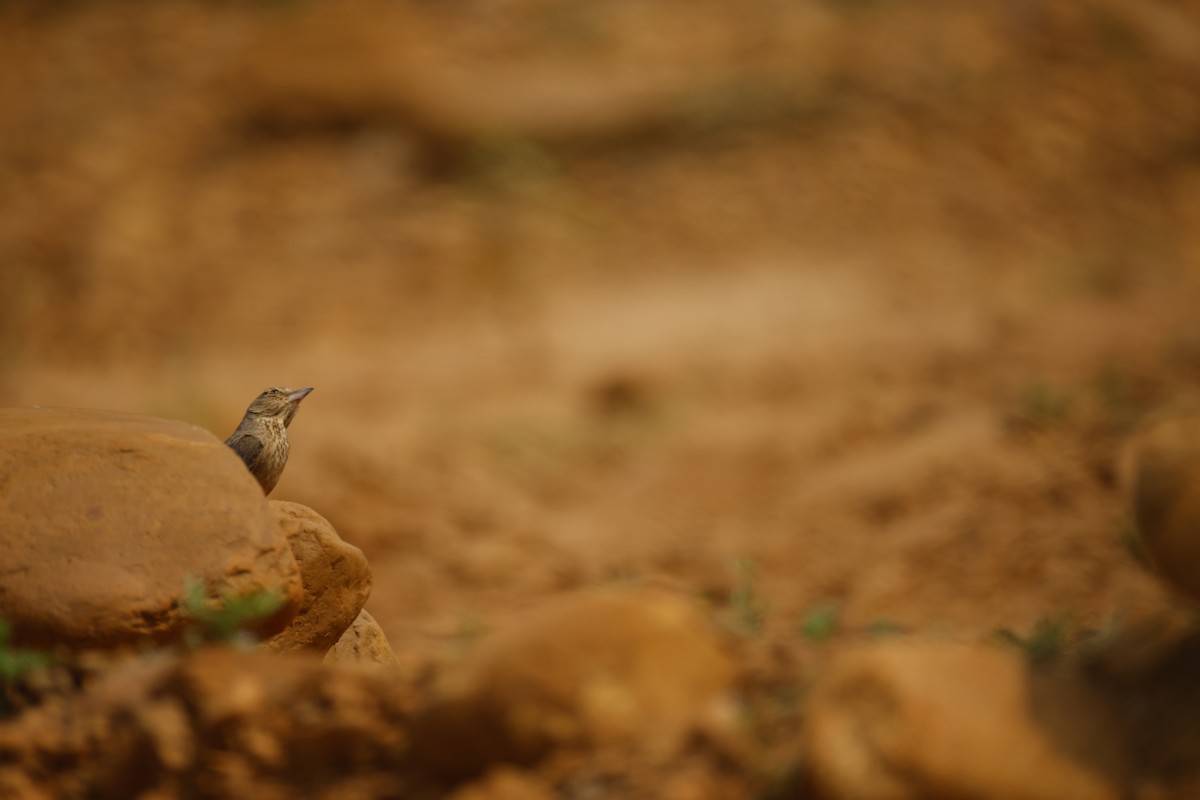 Rufous-tailed Lark - ML646246180