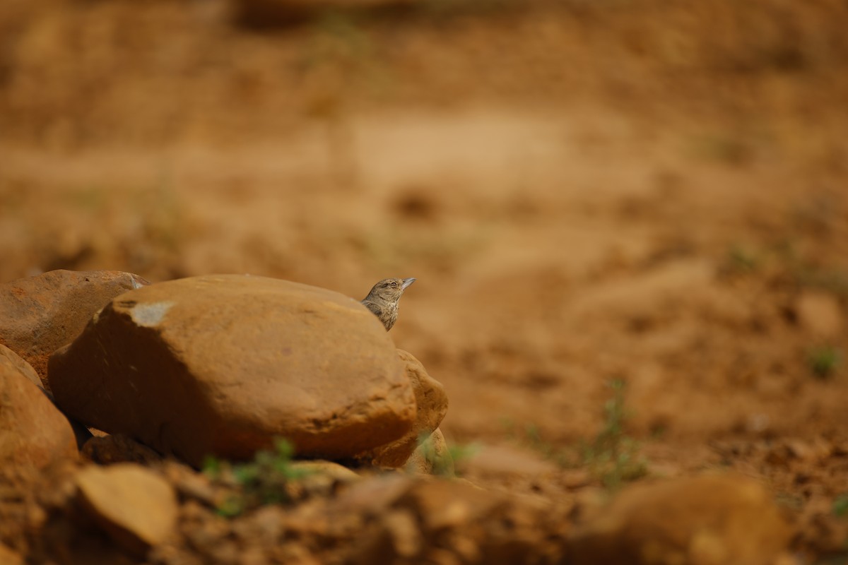 Rufous-tailed Lark - ML646246181