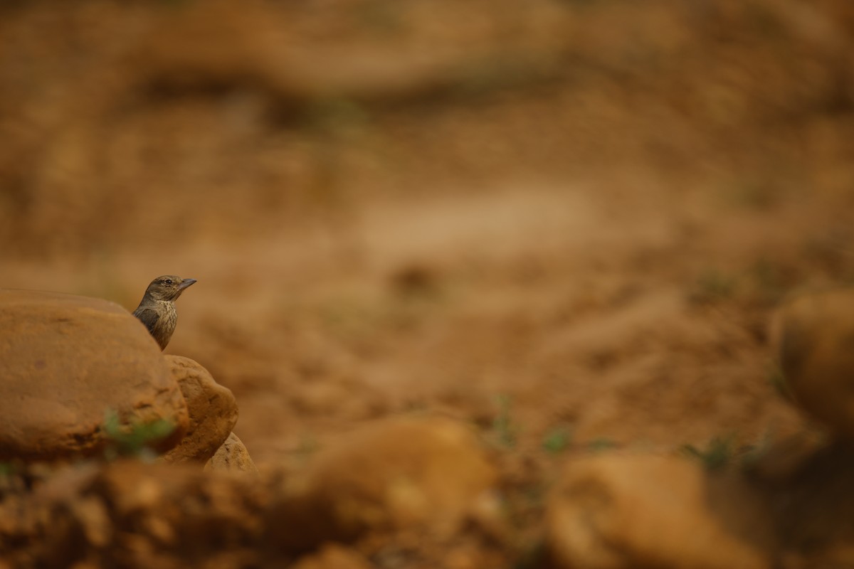 Rufous-tailed Lark - ML646246182