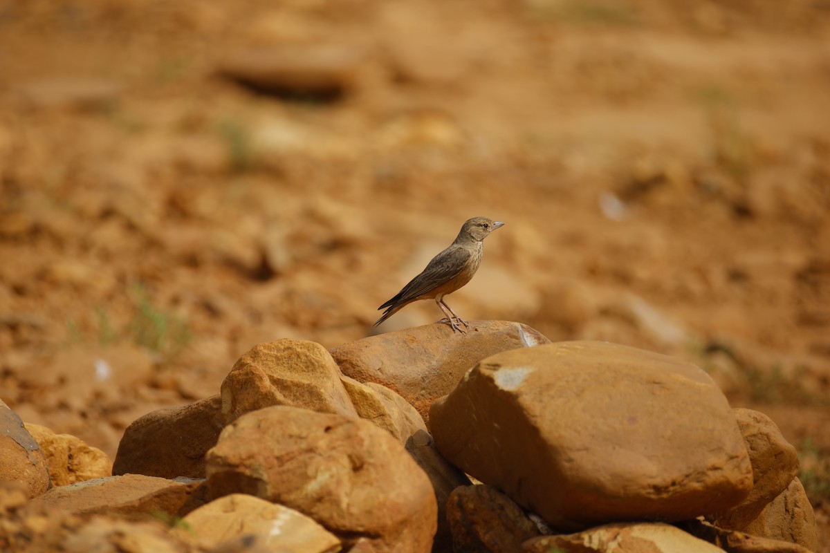Rufous-tailed Lark - ML646246183