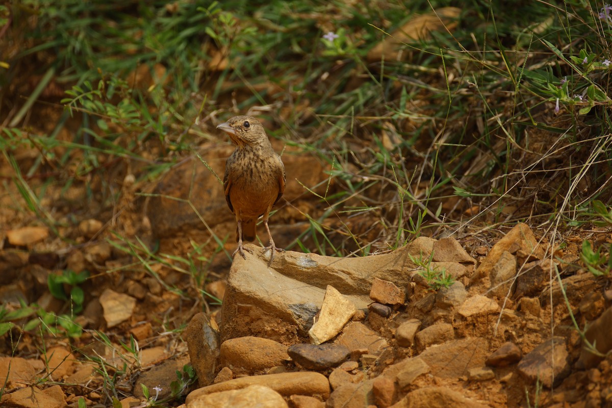 Rufous-tailed Lark - ML646246184