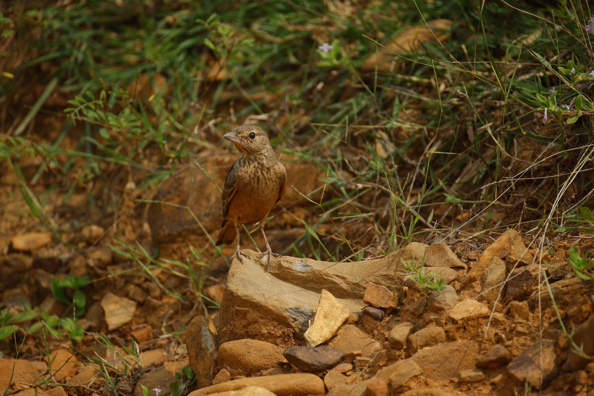 Rufous-tailed Lark - ML646246185