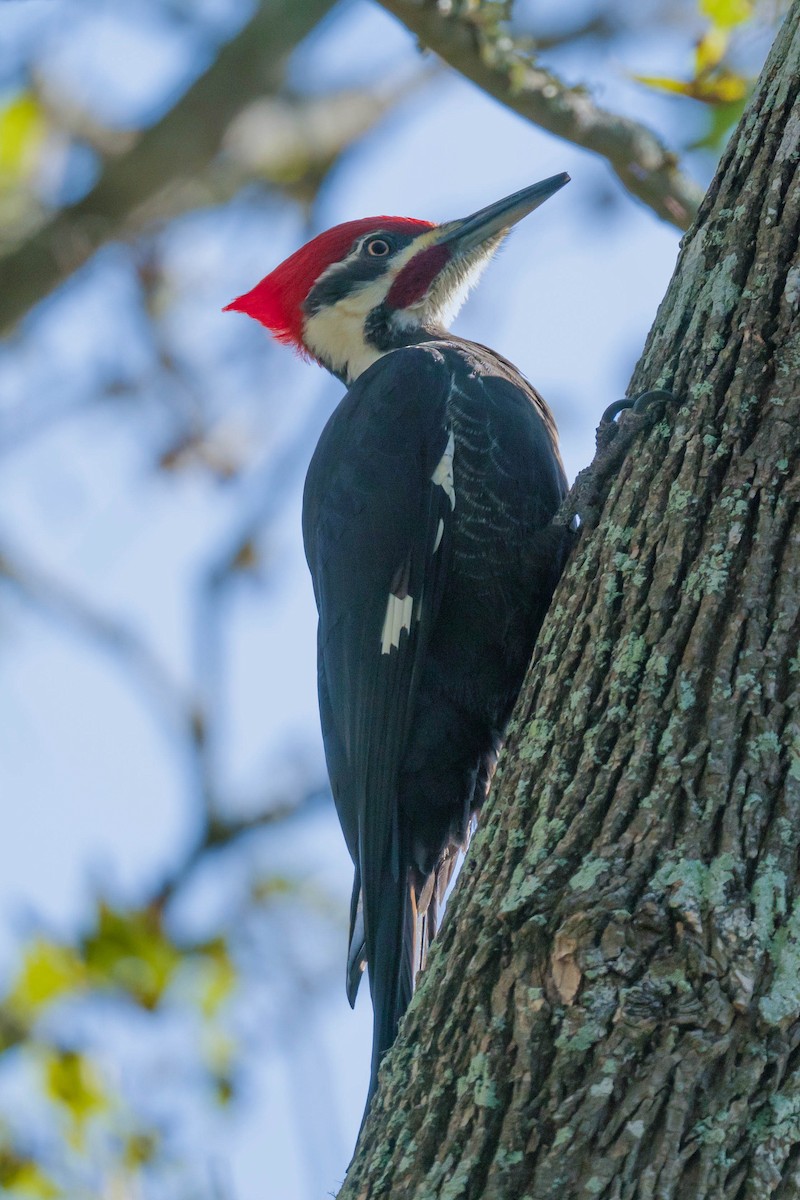 datel chocholatý - ML646246186