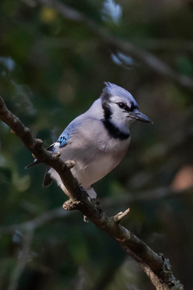 sojka chocholatá - ML646246187