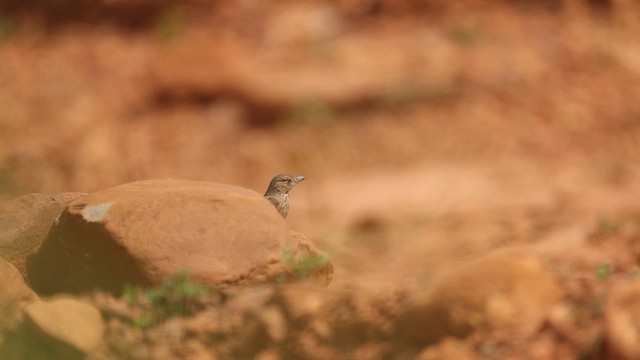Rufous-tailed Lark - ML646246190