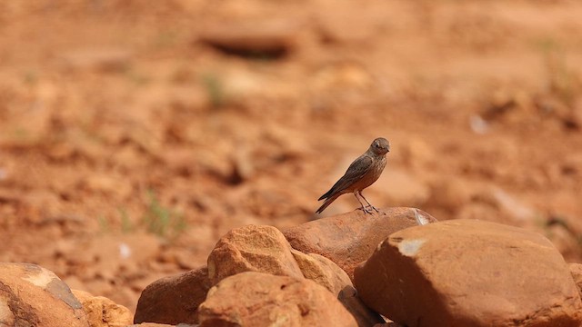 Rufous-tailed Lark - ML646246194