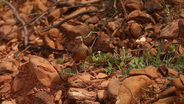 Rufous-tailed Lark - ML646246196