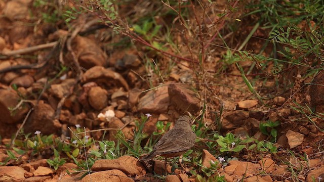 Rufous-tailed Lark - ML646246200