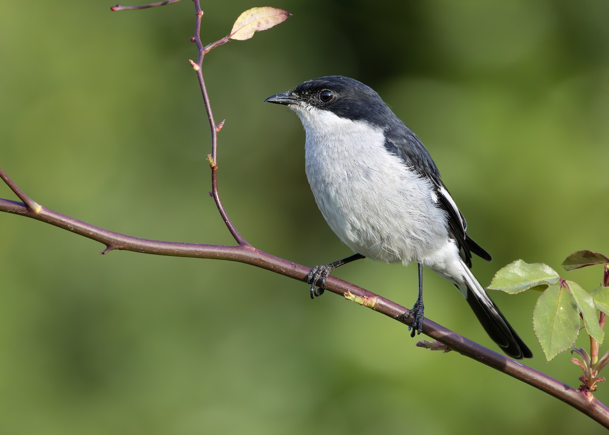 Fiscal Flycatcher - ML646246201