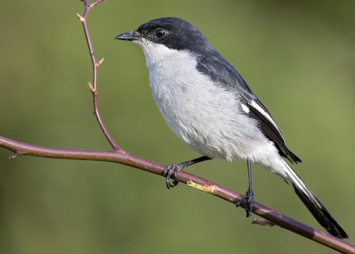 Fiscal Flycatcher - ML646246202