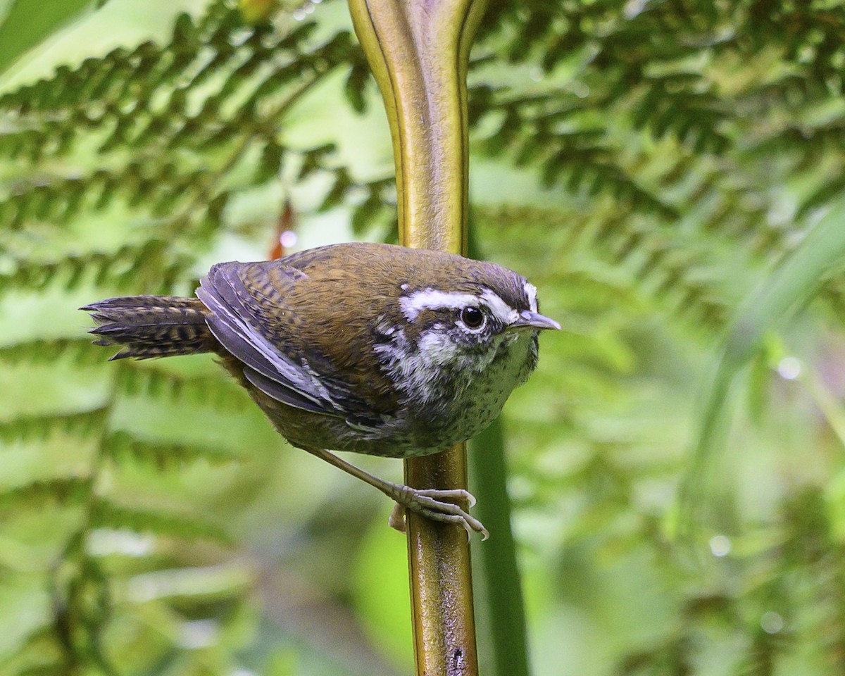 Cucarachero del Bambú - ML646246208