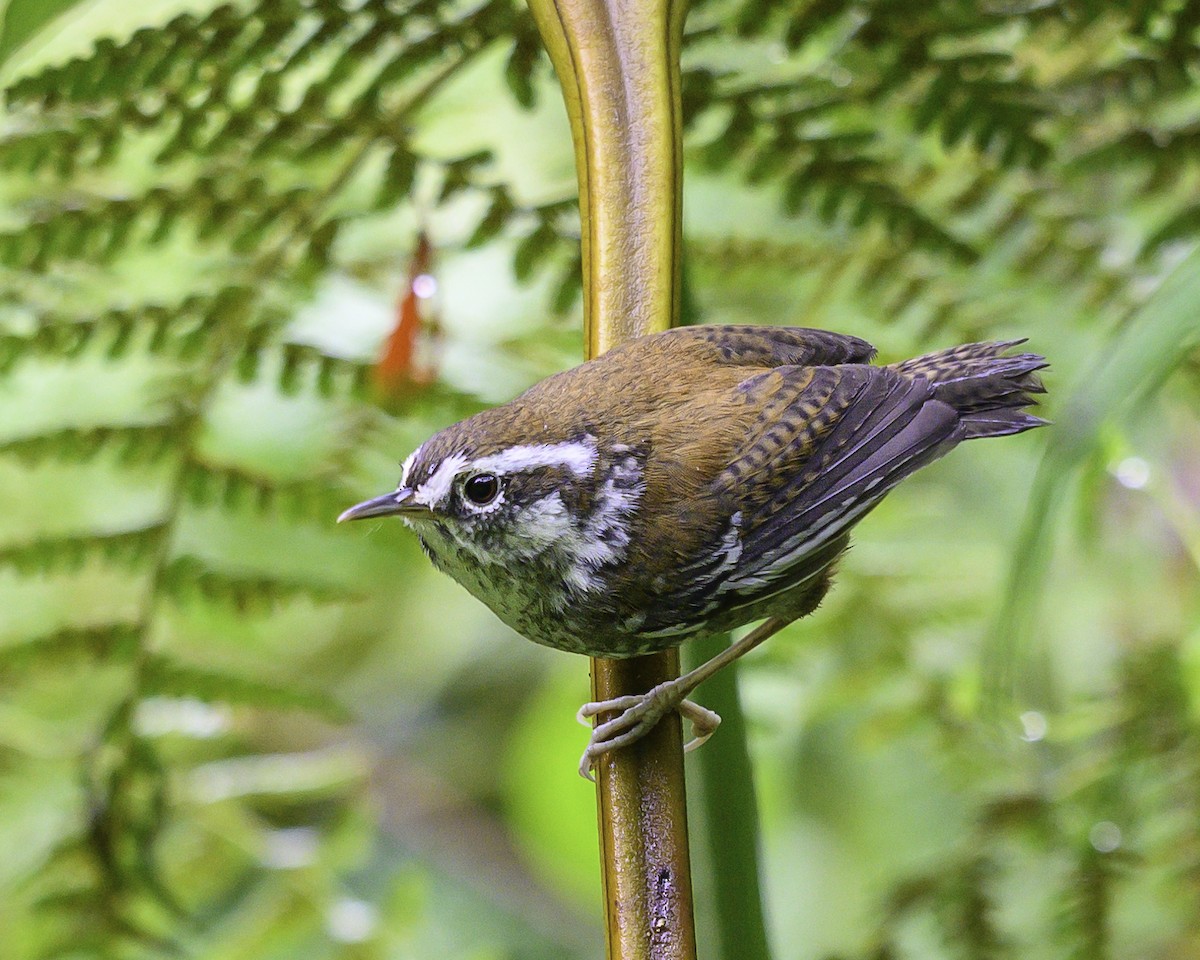 Cucarachero del Bambú - ML646246209