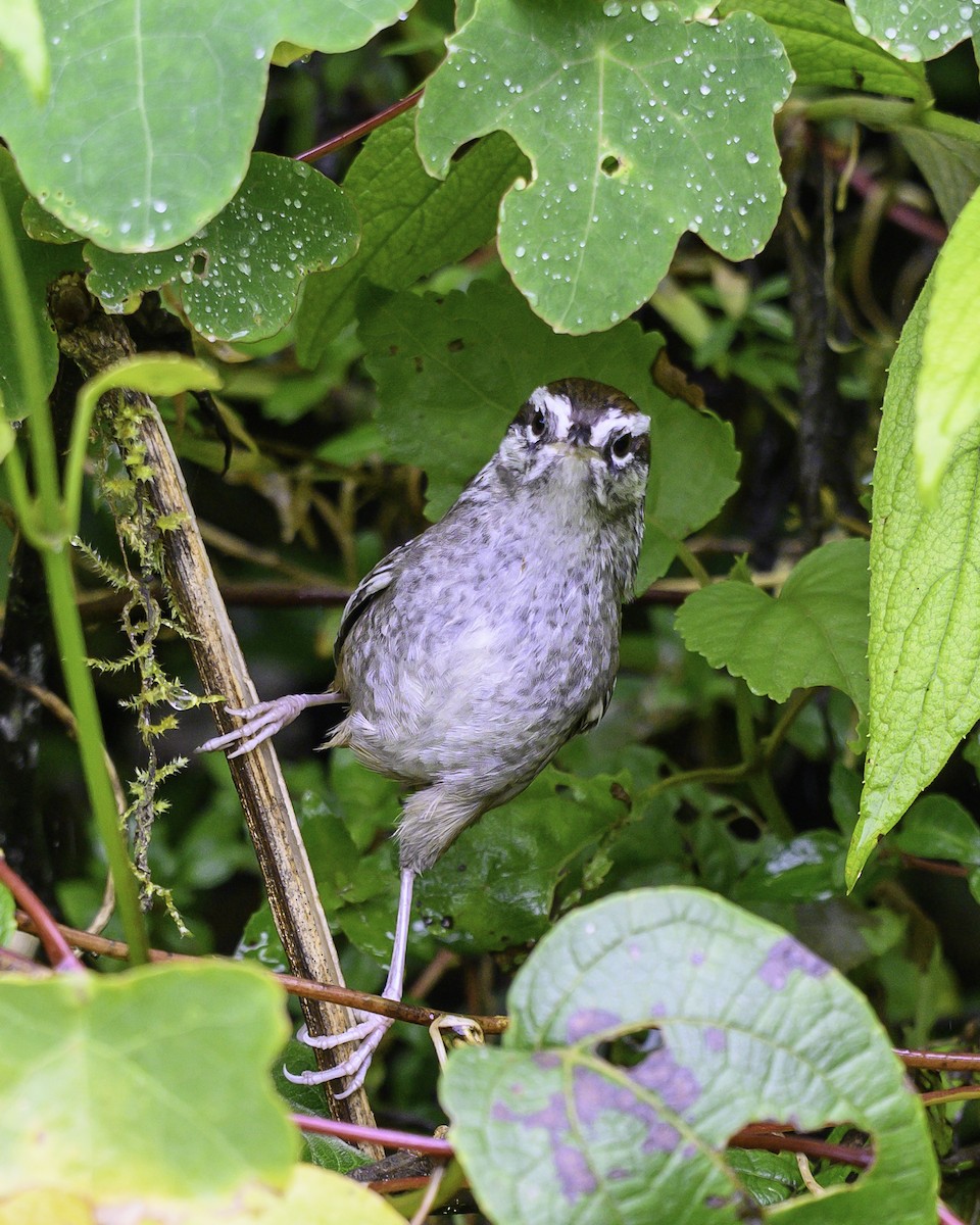 Cucarachero del Bambú - ML646246210