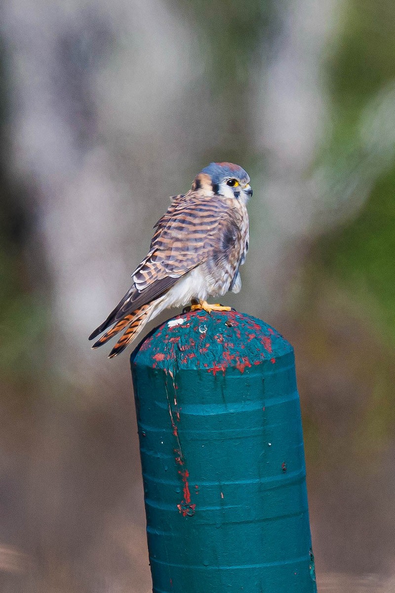 poštolka pestrá - ML646246218