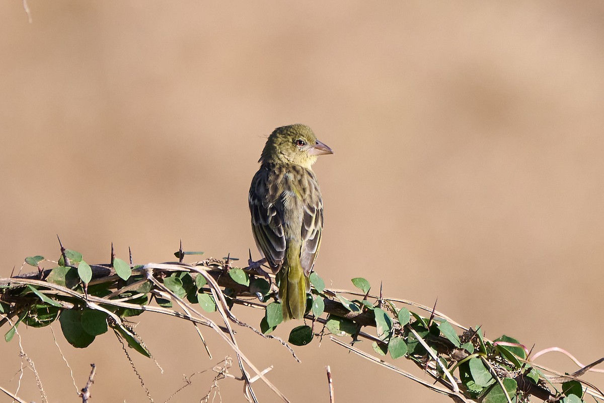 Иволговый ткач - ML646246225