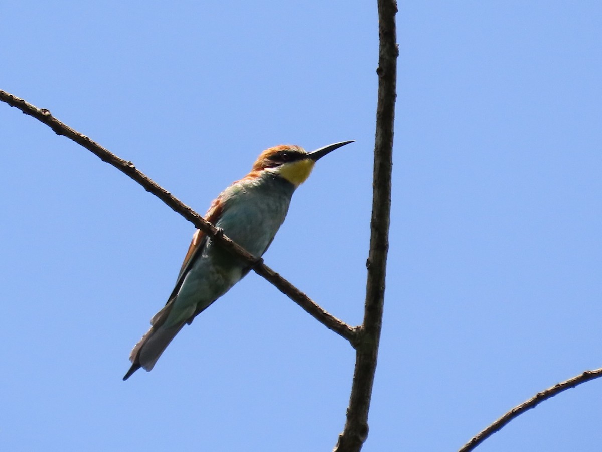 European Bee-eater - ML646246229