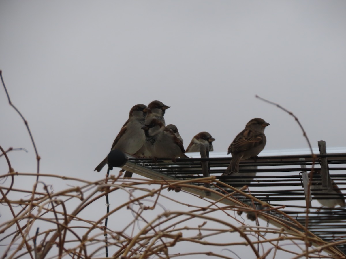 Gorrión Común - ML646246230