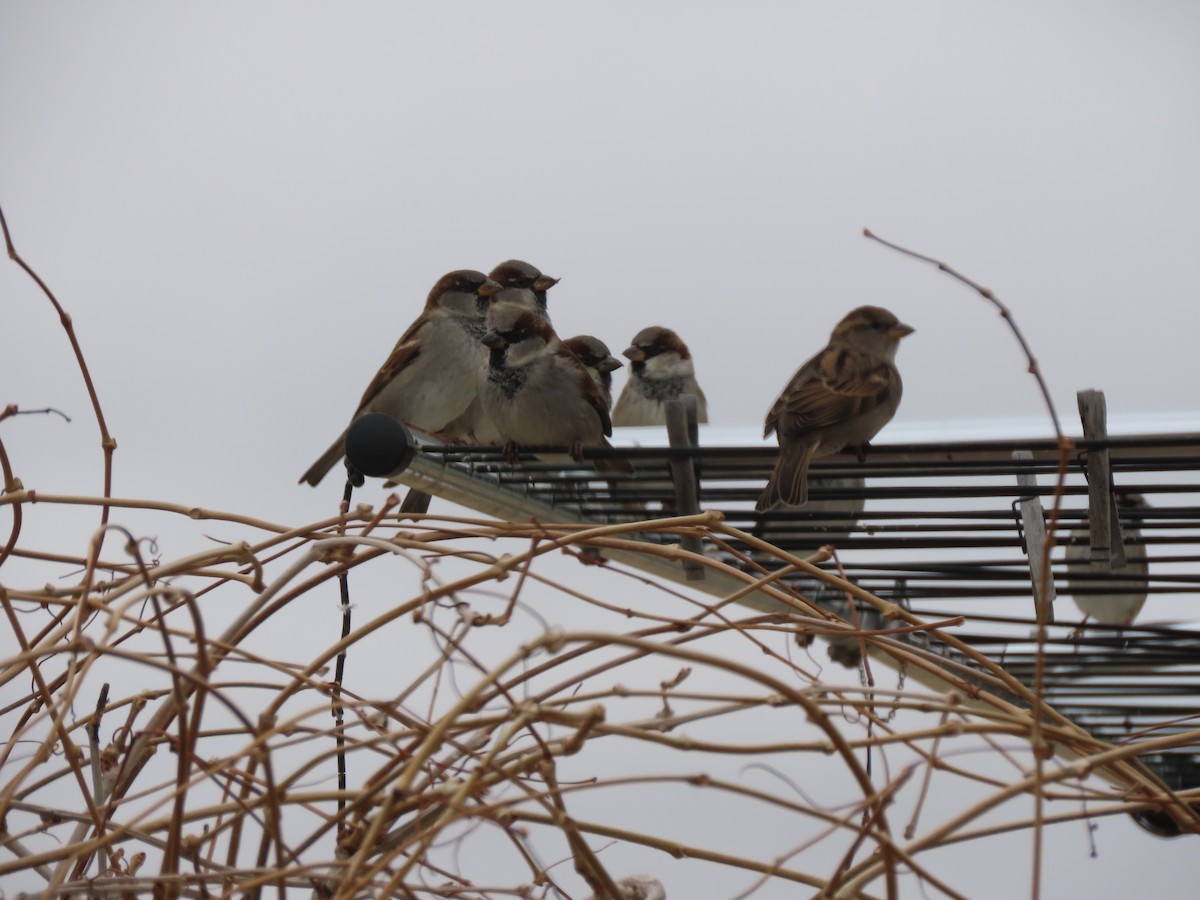 Gorrión Común - ML646246231