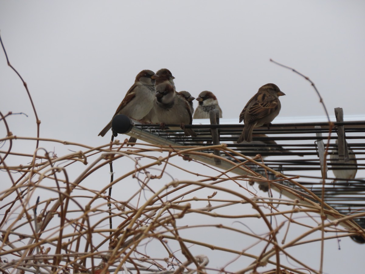 Gorrión Común - ML646246232