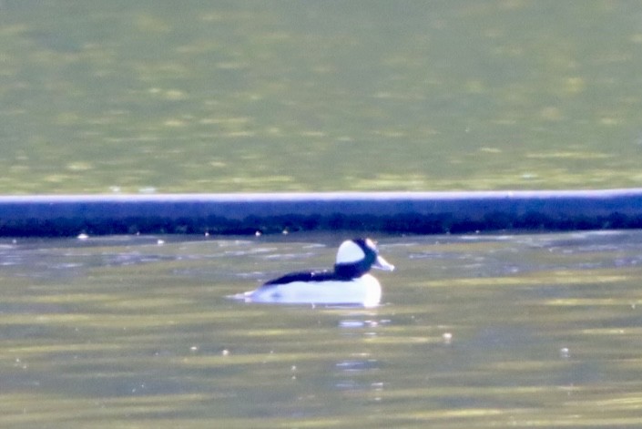 Bufflehead - ML646246239