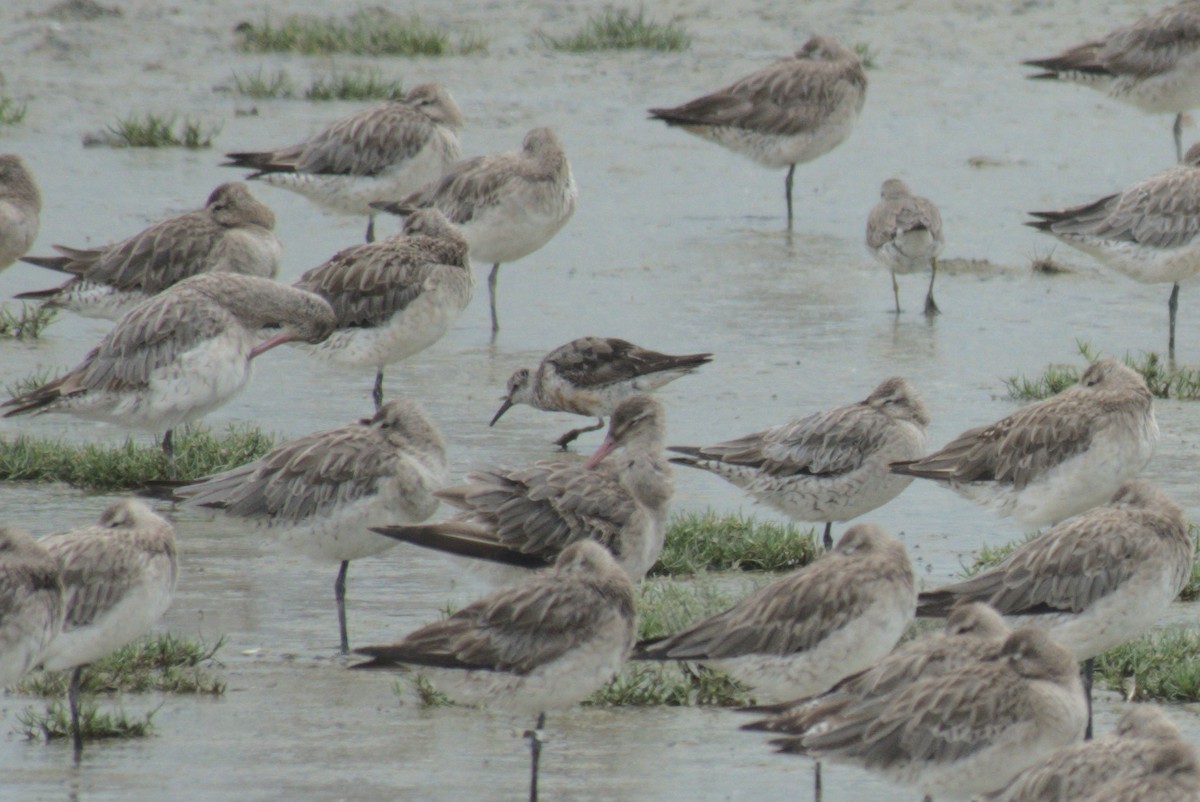 Bécasseau maubèche - ML646246240