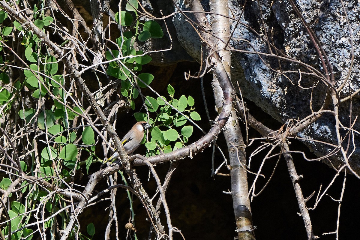 Arabian Grosbeak - ML646246244