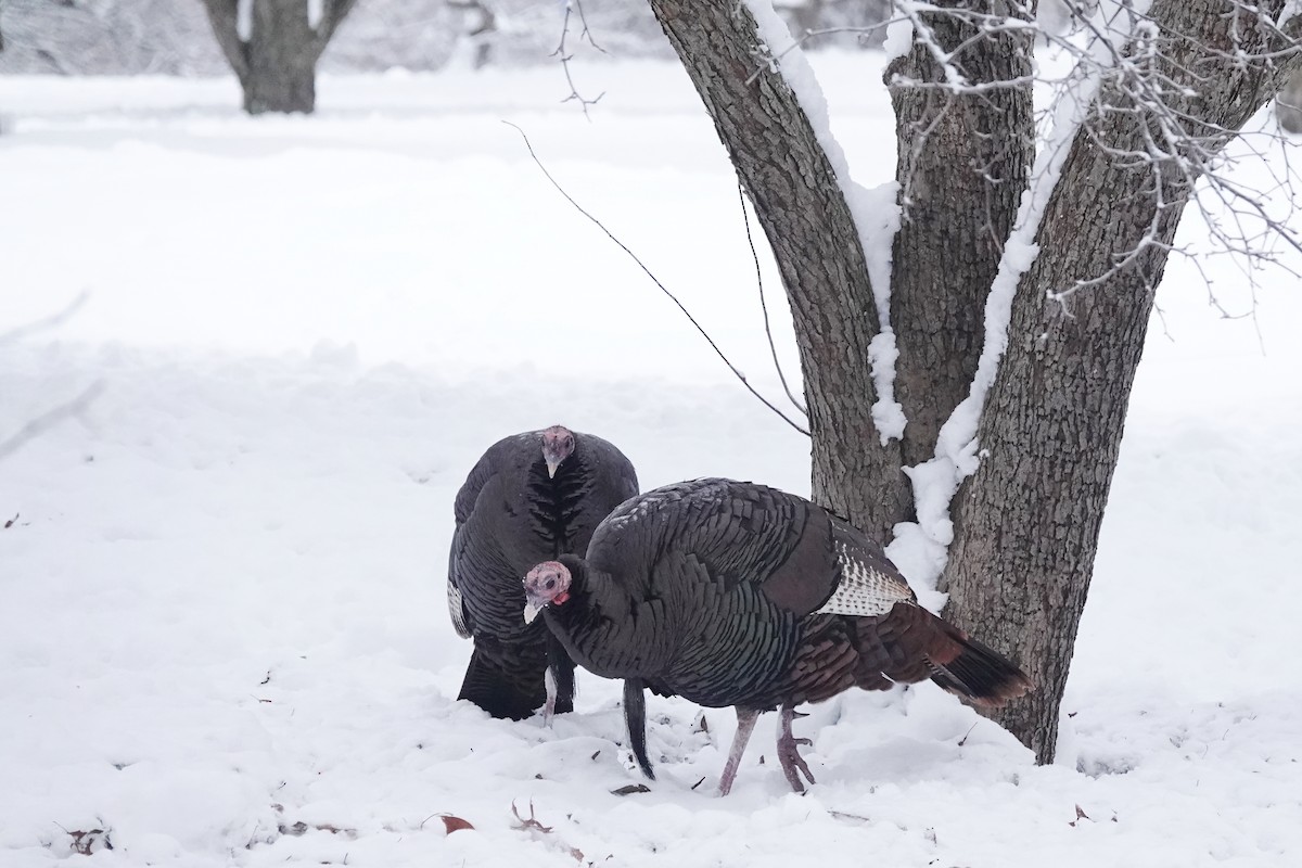 Wild Turkey - ML646246253