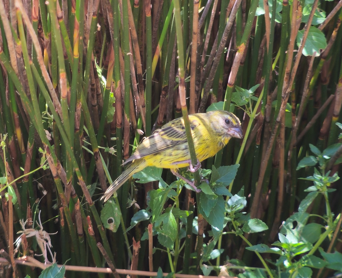 Forest Canary - ML646246260