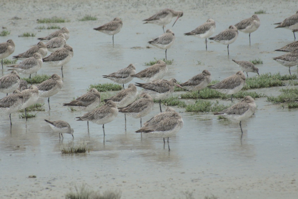 Bar-tailed Godwit - ML646246261