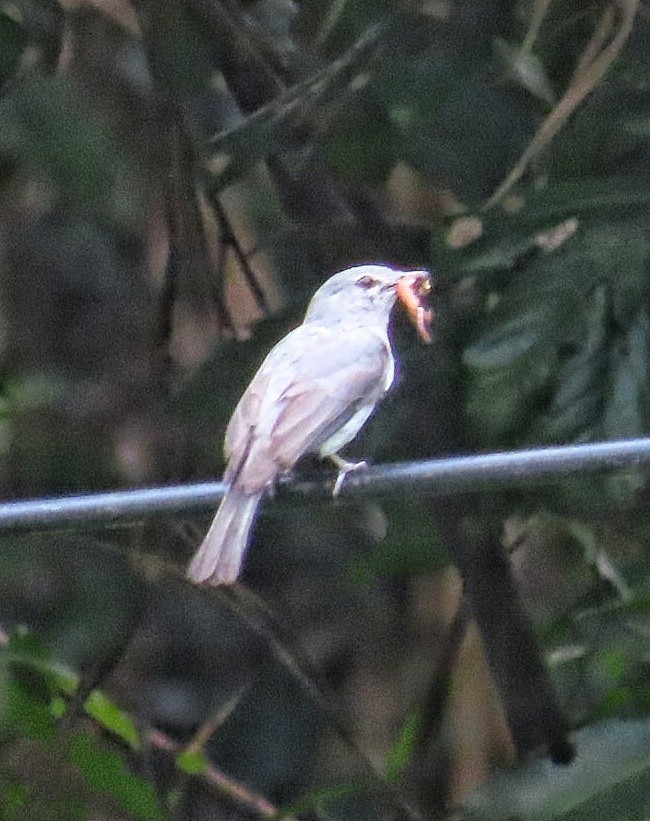 Ashy Flycatcher - ML646246264