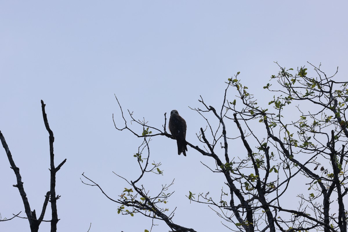 Black Kite - ML646246268