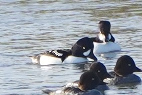 Barrow's Goldeneye - ML646246269